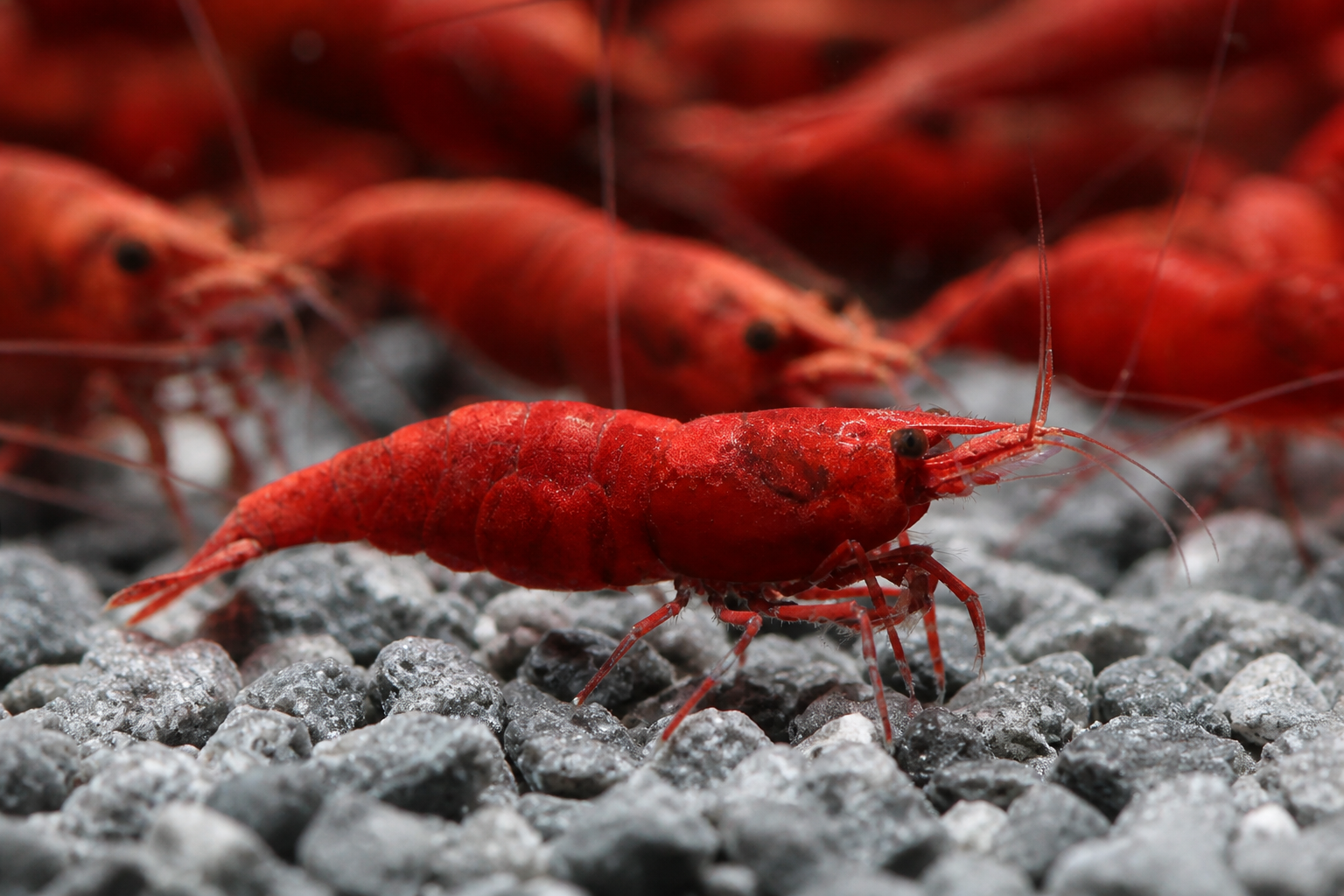 Red Cherry Shrimp Painted Fire Red